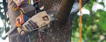 Trusted Diamond Bar, CA  Tree Services Experts